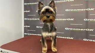 How To Groom A Yorkie | Dog Transformation