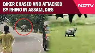 Assam News | Biker Chased And Attacked By Rhino In Assam, Dies