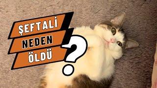 Şeftali Neden Öldü ? I Hastane Masrafları Ne Kadar Tuttu?