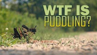 WTF Is Puddling?