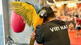 ThAnh lý nốT đàN chÀo mÀo bạch từ thÁi lAn về và giới thiệu chú vẹt Macaw siÊu vJp #kenhchimcanh