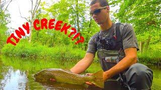 Creek Fishing for Wild Brown Trout - Michigan Trout Fishing - Catch N Release