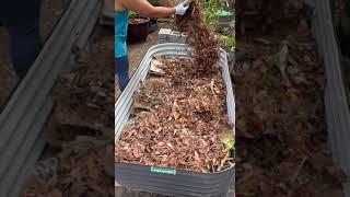 I filled this raised garden bed awhile back and planted hardneck garlic in here. Some already s