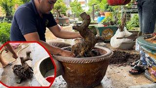 Cách Vô Chậu Cây Mai Bonsai Nhiều Rễ Nhỏ