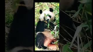 润玥吃播还卖萌，太可爱了#大熊猫润玥 #大熊猫 #panda