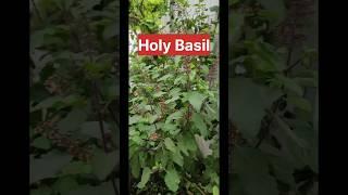 How to Care for Your Tulsi Plant (Holy Basil)