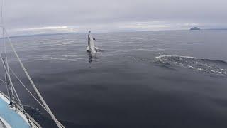 Sailing around Britain Ep9 Belfast to Campbeltown, these Dolphins are huge!