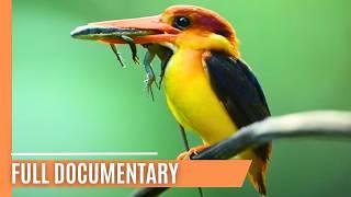 The Amazon of the East  - Borneo’s River of Life | Full Documentary