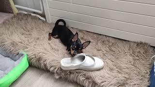 Zwergpinscher Nice mit 5 Wochen - 6 ½ Monat