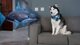 Husky Pranked By Floating Shark!