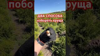 2 способа бороться с хрущом (секрет главного агронома)
