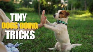 These Small Dogs Have INSANE Skills! 