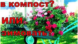 Не берите всю пеларгонию зимовать. Основные моменты подготовки