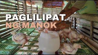 Paglilipat ng 100 chicks! Paggawa ng Improvised Feederer! | EM Farming