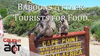 Cape Baboons attack Tourists for food.