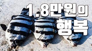 [다리tv] 가성비 최고 섬 여행!!! 낚시&펜션&캠핑!!! 18,000원으로 즐기는 여유!!!  돌돔, 농어, 갈치, 오징어 