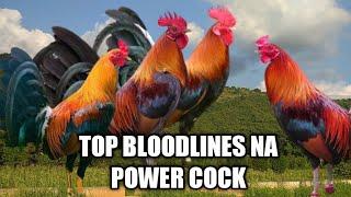 TOP 5 Gamefowl bloodlines in the Philippines