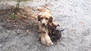 Exhausted Mother Dog Begs while 3 Puppies Cry for Milk, She's about to Fain