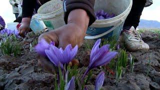 Iran's saffron seeks global recognition