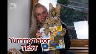 Savannah Cat TV - Yummynator TEST mit Savannah Katzen und Serval