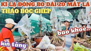 Kì lạ chiêu ghép mai đóng đầu 1 bo 20 mắt lá tất cả mặt cắt các phôi tứ quý khủng vườn mai Chín Bạo