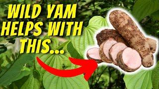 5 Amazing Health Benefits of Wild Yam You Need to Know