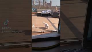 Купили кота. А у вас есть кот?