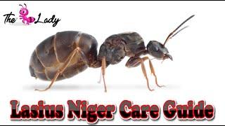 Lasius Niger Care Guide | Ant Keeping For Beginners | The Ant Lady