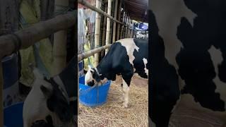 গরু guru cow goru amba hamba cow videos gorur video guru guru goro guru tiktok গরুর ভিডিও golu#viral