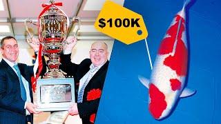 $100,000 Koi Fish That Became The Best in The World