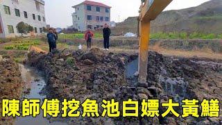 陳師傅自稱是挖魚塘天花板，還獨創了刷坡法建議全國推廣，還挖到了迄今為止最大的黃鱔！ 【陳師傅開挖機】