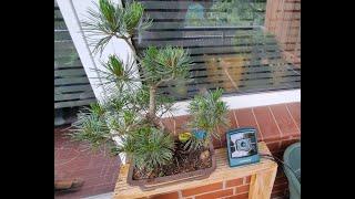 Automatische Bonsai Bewässerung auf dem Balkon