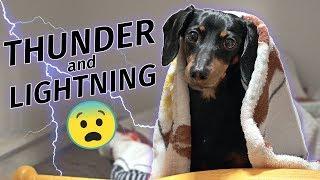 Crusoe Dachshund Scared of Thunderstorm! Hides in Closet!