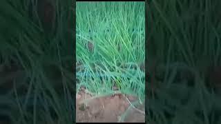 How to feed Onion nursary#keffarmer#agriculture #onionfarming #trending