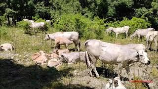 CHIESETTA ALPINA, MUCCHE E VITELLINI IN ALPEGGIO IN VALLE VERMENAGNA (CN) DOM. 14 - 7 - 2024.