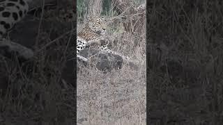 Leopard | Gir National Park | Decemeber 2023