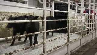 I Am Angus: Jackie Moore, Joplin Regional Stockyards