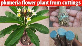 how to grow plumeria flower plant from cuttings