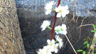 floracion de ciruelo en maceta