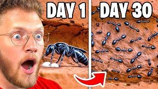 Sirud Reacts to SIMULATING an ANT COLONY For 30 DAYS!