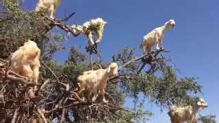 cabras se suben a un arbol y protestan por falta de alimentacion