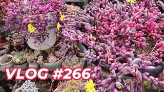 SUCCULENT TREASURE HUNT | VLOG #266 - Growing Succulents with LizK