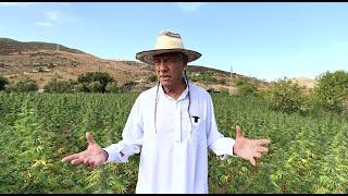 Moroccan Strains with Steve DeAngelo