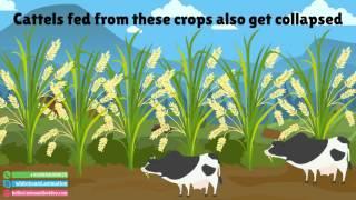  Organic Depot : Best Affordable Explainer Video Production Company - Miss Audio Video