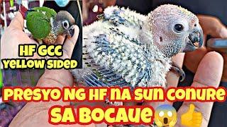 bocaue tiangge#presyo Ng handfeed na sun conure at green cheek conure