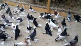 حمام ليبيا سرت pigeon libya sirt