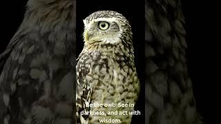 Wise Owl