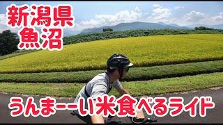 【お米サイクリング】新潟県魚沼のうまーい米食べるためにわざわざ自転車でゼロカロリーにするため走るおじさん。