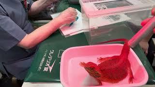 3) Treatment for bearded dragon Nozaki-chan, eye drops, phototherapy