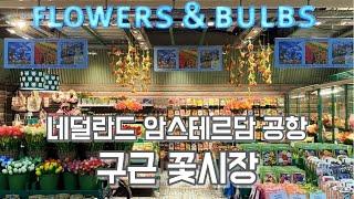 네덜란드 스키폴공항 구근 알뿌리 꽃가게, 식물 면세점!! flower market in Amsterdam Airport Schiphol